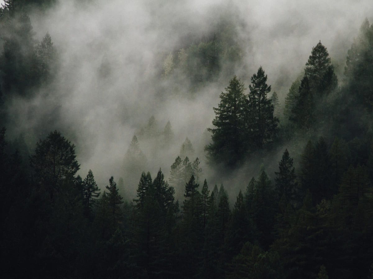 Misty forest in cool low light